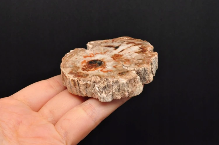 * SKAMIENIAŁE DREWNO UROKLIWY MAŁY PLASTER CIEKAWY WZÓR NR 2 *
