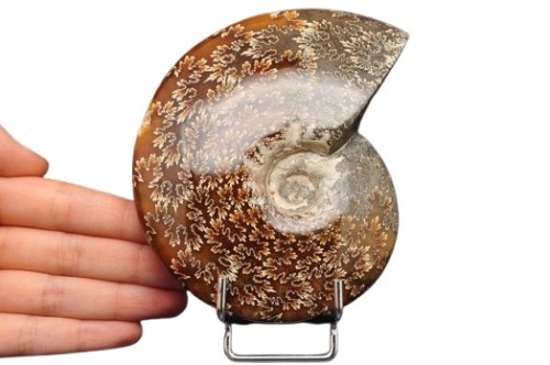 * AMONIT MADAGASKAR WYJĄTKOWY NATURALNY OKAZ PIĘKNY WZÓR NR 2 *