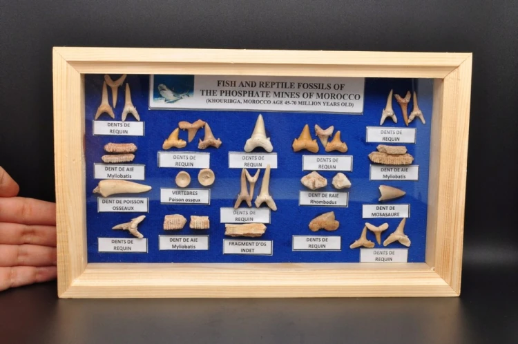 * SKAMIENIAŁOŚCI RYB GABLOTKA RAMKA KRĘGI ZĘBY PREHISTORYCZNYCH RYB NR 5 *