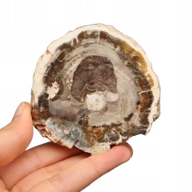 * SKAMIENIAŁE DREWNO MADAGASKAR ELEGANCKI PLASTER PIĘKNA DEKORACJA NR 17 *