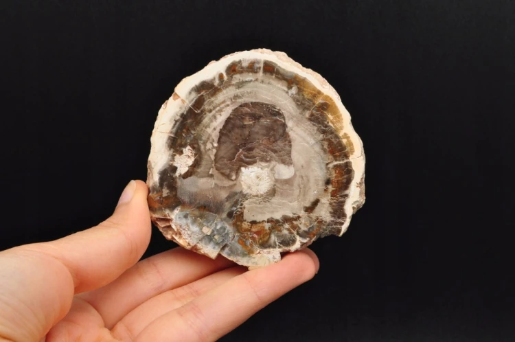 * SKAMIENIAŁE DREWNO MADAGASKAR ELEGANCKI PLASTER PIĘKNA DEKORACJA NR 17 *