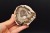 * SKAMIENIAŁE DREWNO MADAGASKAR ELEGANCKI PLASTER PIĘKNA DEKORACJA NR 17 *