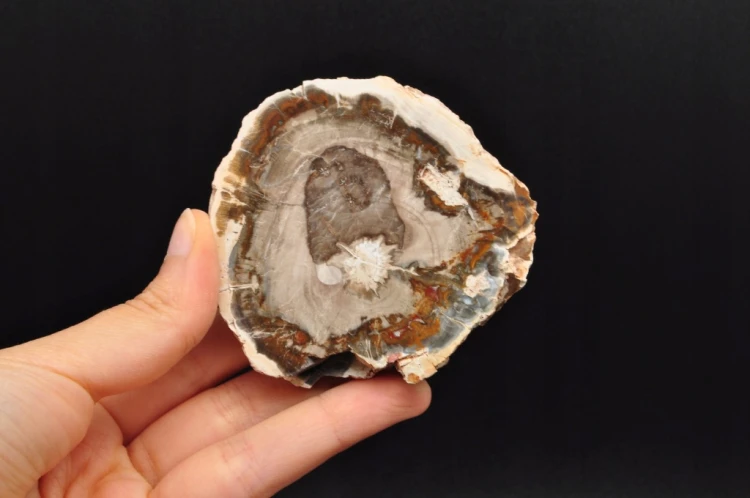 * SKAMIENIAŁE DREWNO MADAGASKAR ELEGANCKI PLASTER PIĘKNA DEKORACJA NR 17 *