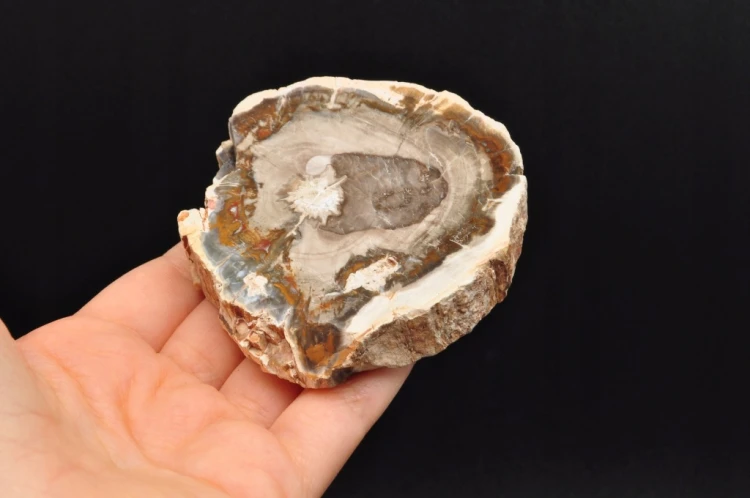 * SKAMIENIAŁE DREWNO MADAGASKAR ELEGANCKI PLASTER PIĘKNA DEKORACJA NR 17 *