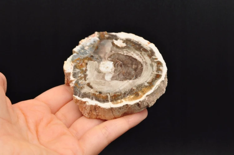 * SKAMIENIAŁE DREWNO MADAGASKAR ELEGANCKI PLASTER PIĘKNA DEKORACJA NR 17 *