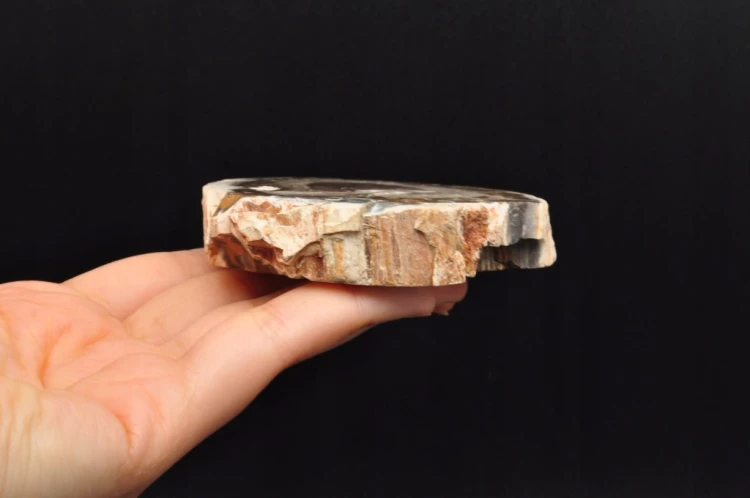 * SKAMIENIAŁE DREWNO MADAGASKAR ELEGANCKI PLASTER PIĘKNA DEKORACJA NR 17 *