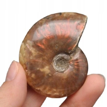 * AMONIT MADAGASKAR NATURALNA SKAMIENIAŁOŚĆ MAŁY OKAZ BŁYSZCZĄCY NR 6 *