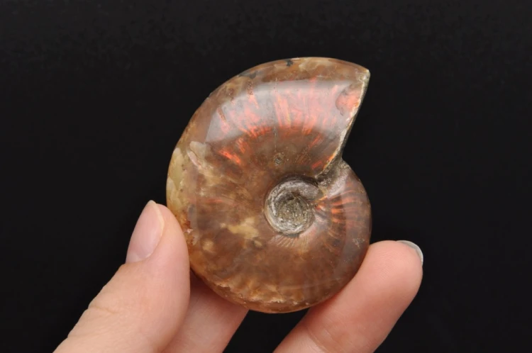 * AMONIT MADAGASKAR NATURALNA SKAMIENIAŁOŚĆ MAŁY OKAZ BŁYSZCZĄCY NR 6 *