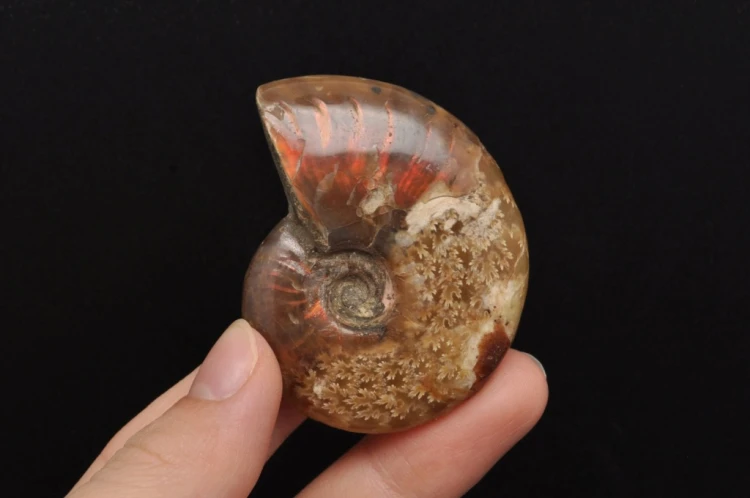 * AMONIT MADAGASKAR NATURALNA SKAMIENIAŁOŚĆ MAŁY OKAZ BŁYSZCZĄCY NR 6 *