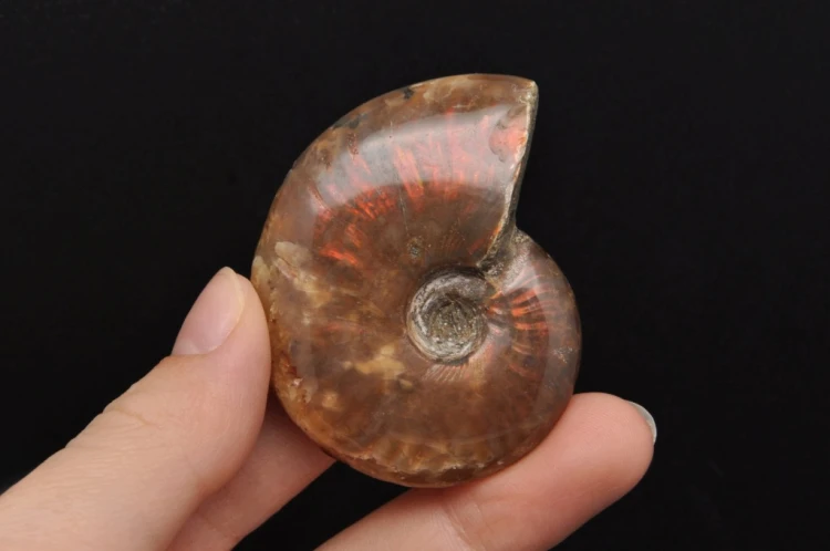 * AMONIT MADAGASKAR NATURALNA SKAMIENIAŁOŚĆ MAŁY OKAZ BŁYSZCZĄCY NR 6 *