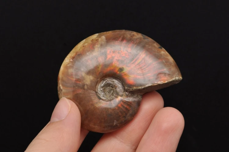 * AMONIT MADAGASKAR NATURALNA SKAMIENIAŁOŚĆ MAŁY OKAZ BŁYSZCZĄCY NR 6 *