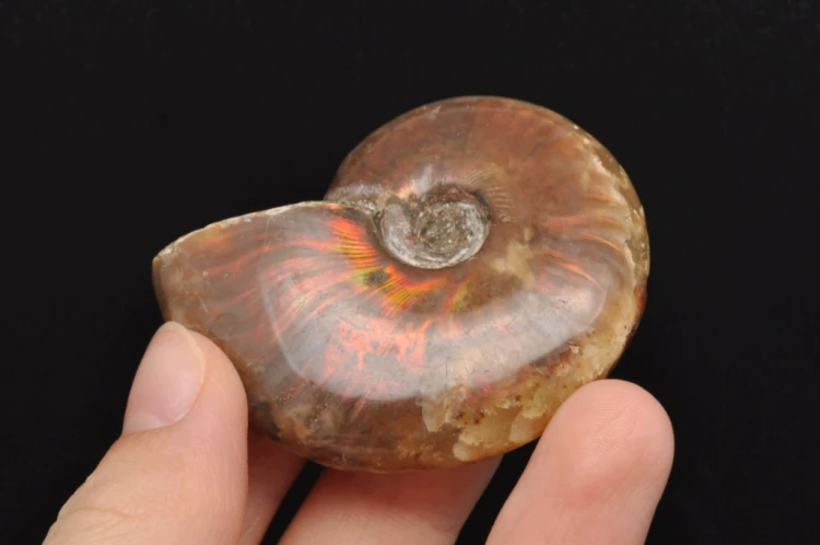 * AMONIT MADAGASKAR NATURALNA SKAMIENIAŁOŚĆ MAŁY OKAZ BŁYSZCZĄCY NR 6 *