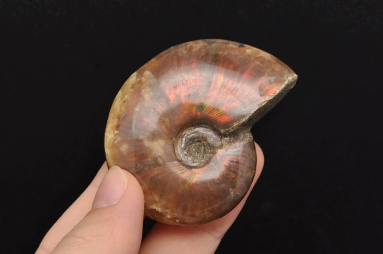 * AMONIT MADAGASKAR NATURALNA SKAMIENIAŁOŚĆ MAŁY OKAZ BŁYSZCZĄCY NR 6 *