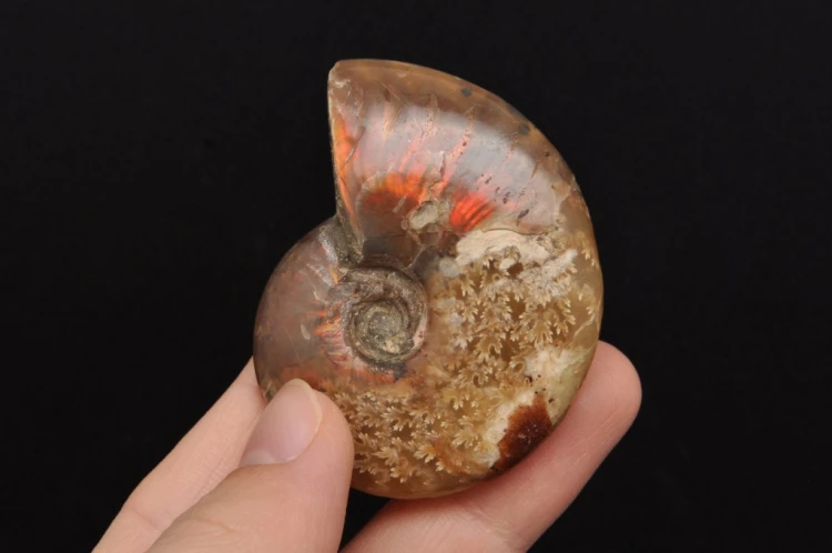 * AMONIT MADAGASKAR NATURALNA SKAMIENIAŁOŚĆ MAŁY OKAZ BŁYSZCZĄCY NR 6 *