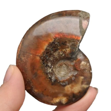 * AMONIT MADAGASKAR NATURALNA SKAMIENIAŁOŚĆ TĘCZOWA OPALIZACJA NR 5 *