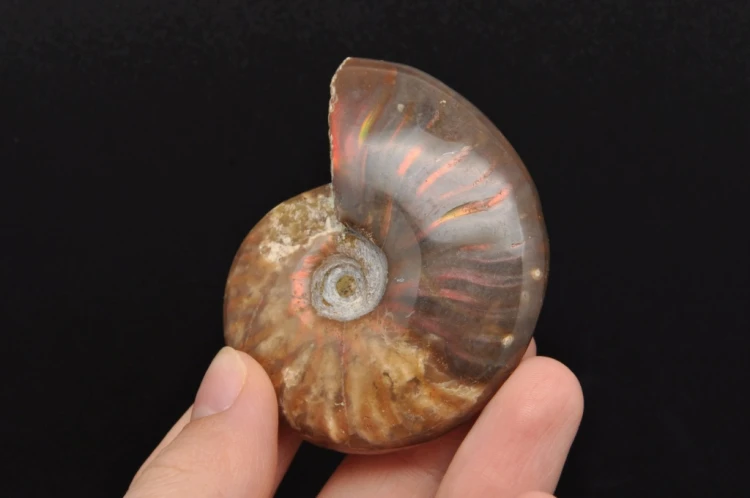 * AMONIT MADAGASKAR NATURALNA SKAMIENIAŁOŚĆ UNIKAT EFEKTOWNY OKAZ NR 4 *