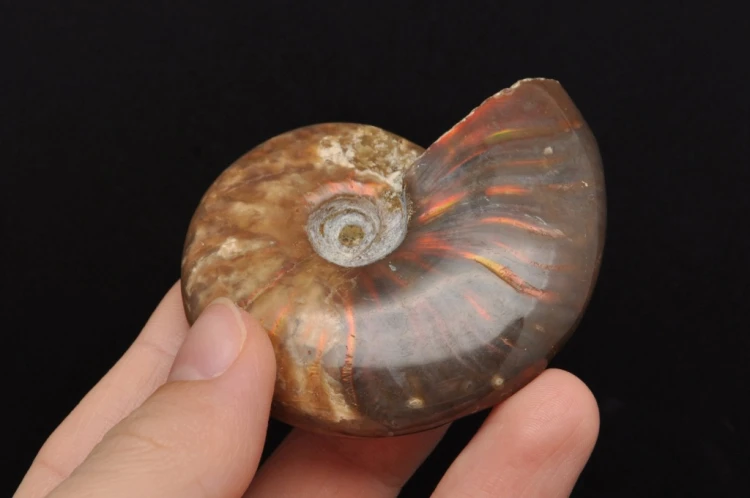 * AMONIT MADAGASKAR NATURALNA SKAMIENIAŁOŚĆ UNIKAT EFEKTOWNY OKAZ NR 4 *