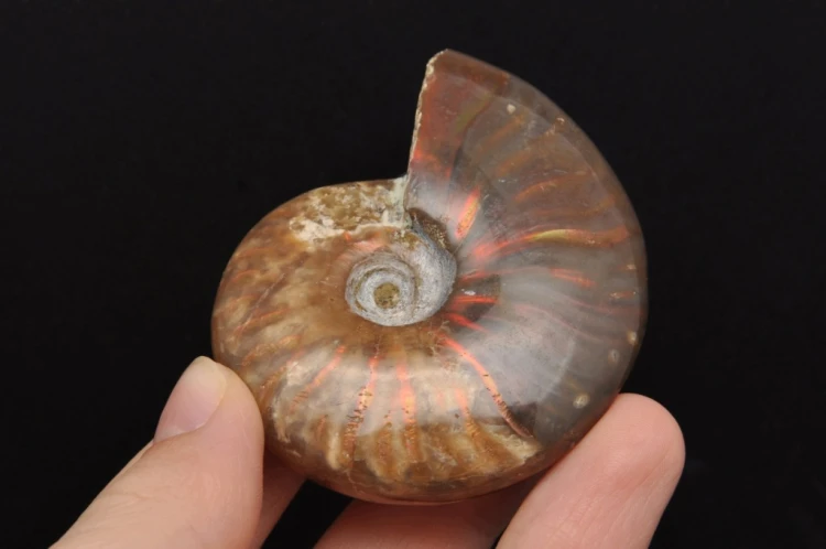 * AMONIT MADAGASKAR NATURALNA SKAMIENIAŁOŚĆ UNIKAT EFEKTOWNY OKAZ NR 4 *