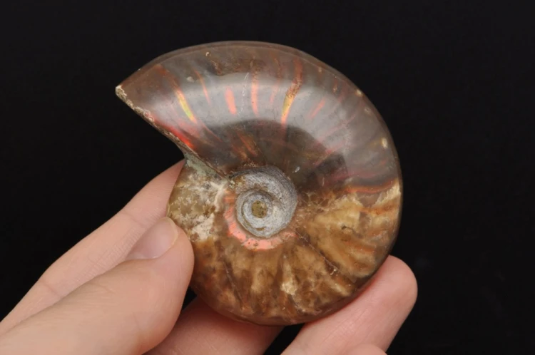 * AMONIT MADAGASKAR NATURALNA SKAMIENIAŁOŚĆ UNIKAT EFEKTOWNY OKAZ NR 4 *
