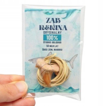 * ZĄB PREHISTORYCZNEGO REKINA ZAWIESZKA NA JASNYM RZEMYKU MAROKO LOSOWE *