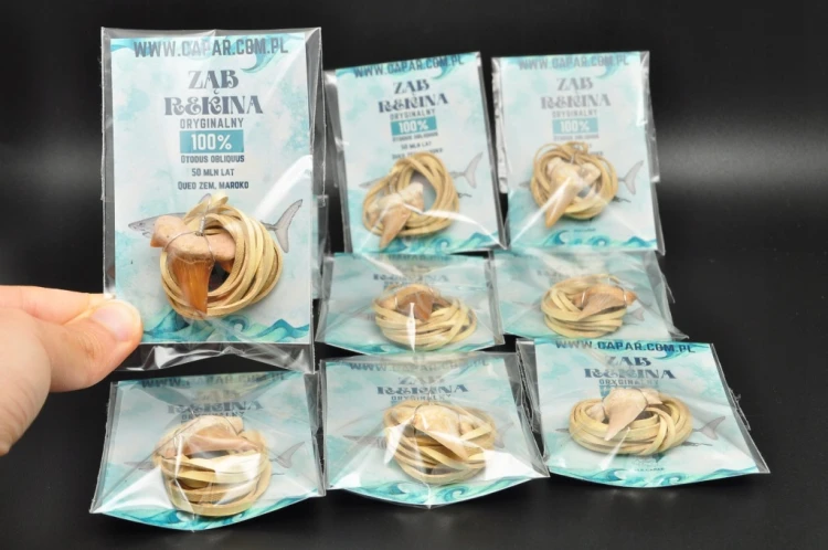 * ZĄB PREHISTORYCZNEGO REKINA ZAWIESZKA NA JASNYM RZEMYKU MAROKO LOSOWE *