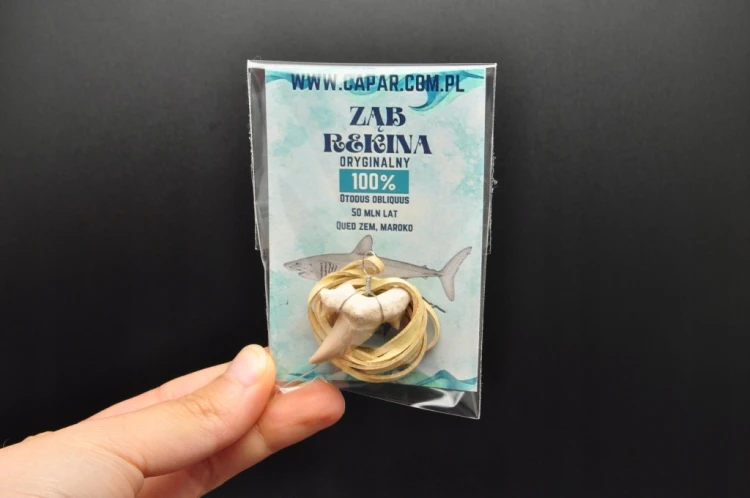 * ZĄB PREHISTORYCZNEGO REKINA ZAWIESZKA NA JASNYM RZEMYKU MAROKO LOSOWE *