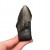 * MEGALODON REKIN PRAWDZIWY SKAMIENIAŁY ZĄB INTERESUJĄCY OKAZ NR 14 *