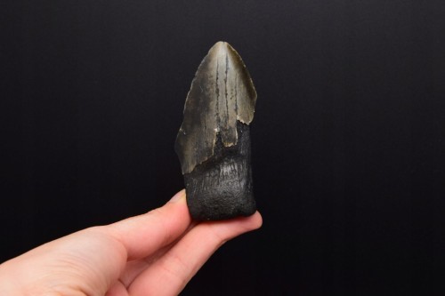 * MEGALODON REKIN PRAWDZIWY SKAMIENIAŁY ZĄB INTERESUJĄCY OKAZ NR 14 *