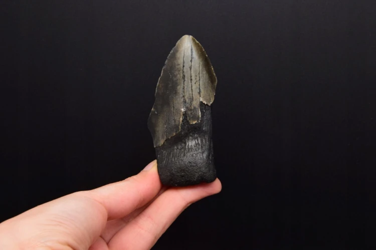 * MEGALODON REKIN PRAWDZIWY SKAMIENIAŁY ZĄB INTERESUJĄCY OKAZ NR 14 *