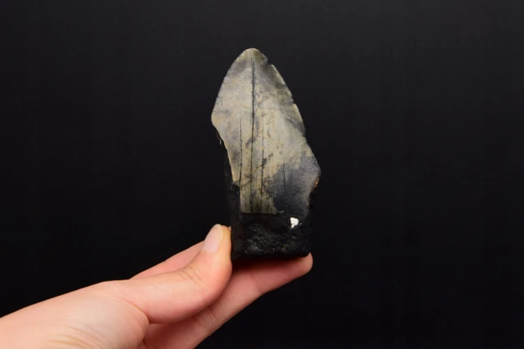 * MEGALODON REKIN PRAWDZIWY SKAMIENIAŁY ZĄB INTERESUJĄCY OKAZ NR 14 *