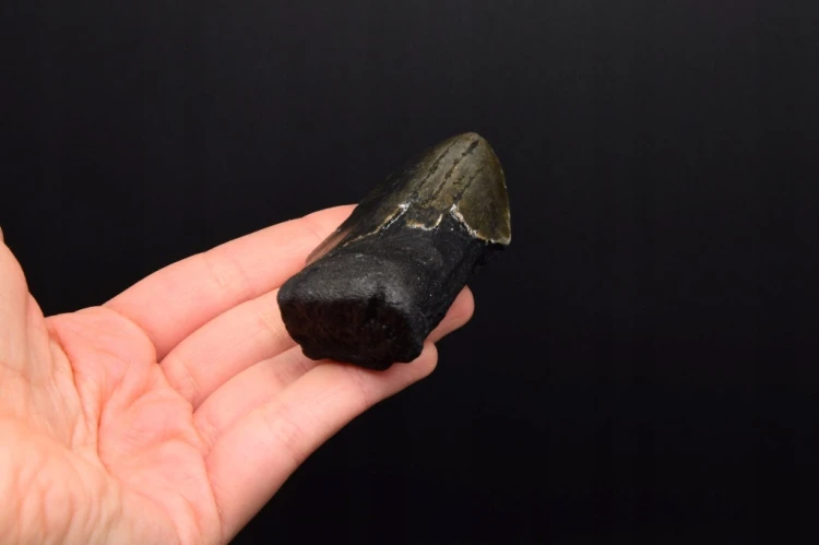 * MEGALODON REKIN PRAWDZIWY SKAMIENIAŁY ZĄB INTERESUJĄCY OKAZ NR 14 *