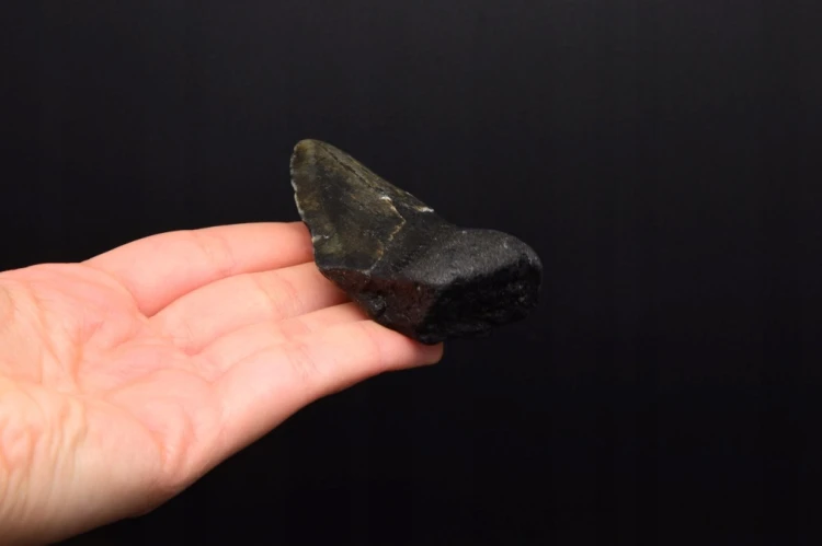 * MEGALODON REKIN PRAWDZIWY SKAMIENIAŁY ZĄB INTERESUJĄCY OKAZ NR 14 *