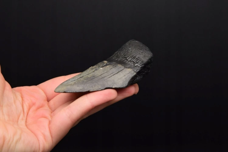 * MEGALODON REKIN PRAWDZIWY SKAMIENIAŁY ZĄB INTERESUJĄCY OKAZ NR 14 *