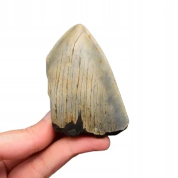 * MEGALODON REKIN WYJĄTKOWY SKAMIENIAŁY ZĄB PRAWDZIWY OKAZ NR 11 *