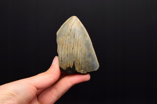 * MEGALODON REKIN WYJĄTKOWY SKAMIENIAŁY ZĄB PRAWDZIWY OKAZ NR 11 *