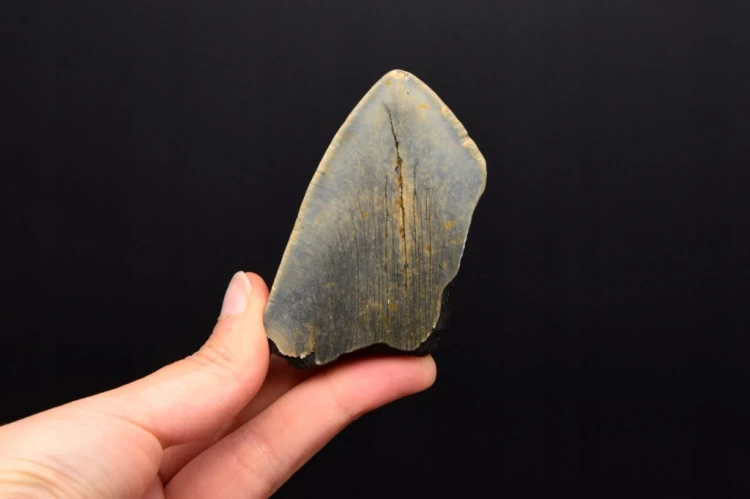 * MEGALODON REKIN WYJĄTKOWY SKAMIENIAŁY ZĄB PRAWDZIWY OKAZ NR 11 *