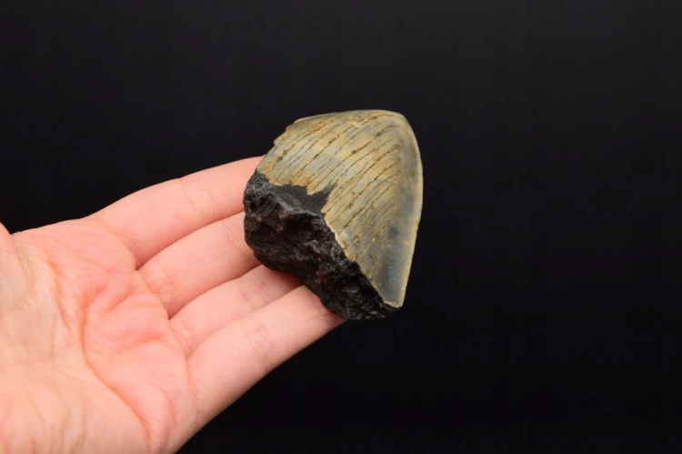* MEGALODON REKIN WYJĄTKOWY SKAMIENIAŁY ZĄB PRAWDZIWY OKAZ NR 11 *
