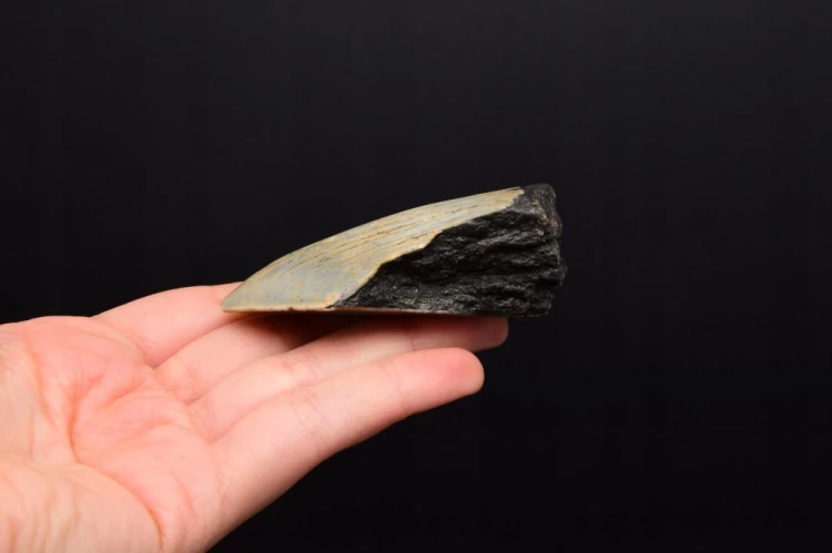 * MEGALODON REKIN WYJĄTKOWY SKAMIENIAŁY ZĄB PRAWDZIWY OKAZ NR 11 *