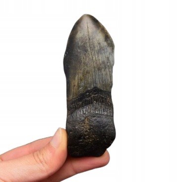* MEGALODON REKIN INTERESUJĄCY SKAMIENIAŁY ZĄB ŚWIETNY DO KOLEKCJI NR 9 *