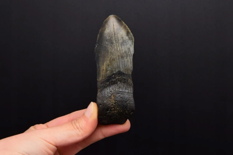 * MEGALODON REKIN INTERESUJĄCY SKAMIENIAŁY ZĄB ŚWIETNY DO KOLEKCJI NR 9 *