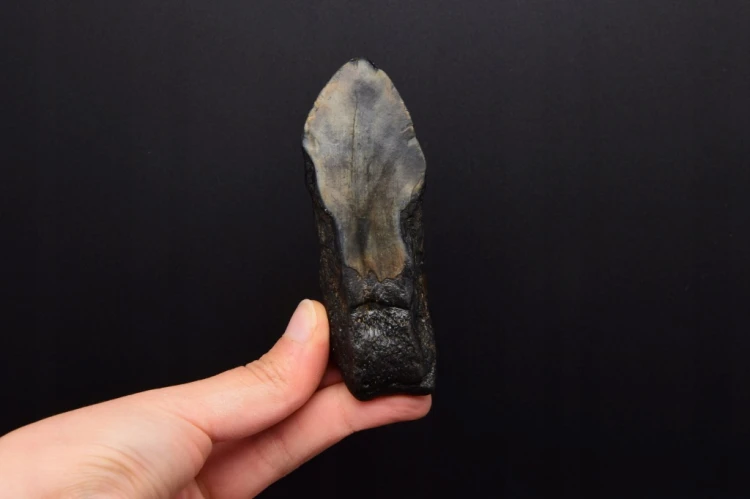* MEGALODON REKIN INTERESUJĄCY SKAMIENIAŁY ZĄB ŚWIETNY DO KOLEKCJI NR 9 *