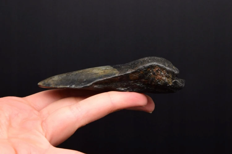 * MEGALODON REKIN INTERESUJĄCY SKAMIENIAŁY ZĄB ŚWIETNY DO KOLEKCJI NR 9 *