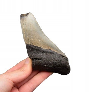 * MEGALODON REKIN SKAMIENIAŁY ZĄB POŁÓWKA ŚWIETNA SKAMIENIAŁOŚĆ NR 12 *