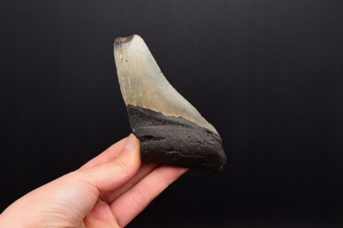 * MEGALODON REKIN SKAMIENIAŁY ZĄB POŁÓWKA ŚWIETNA SKAMIENIAŁOŚĆ NR 12 *