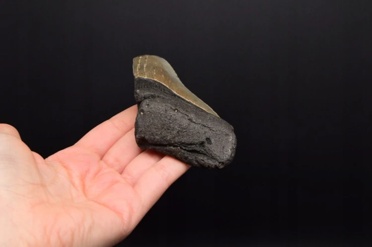 * MEGALODON REKIN SKAMIENIAŁY ZĄB POŁÓWKA ŚWIETNA SKAMIENIAŁOŚĆ NR 12 *