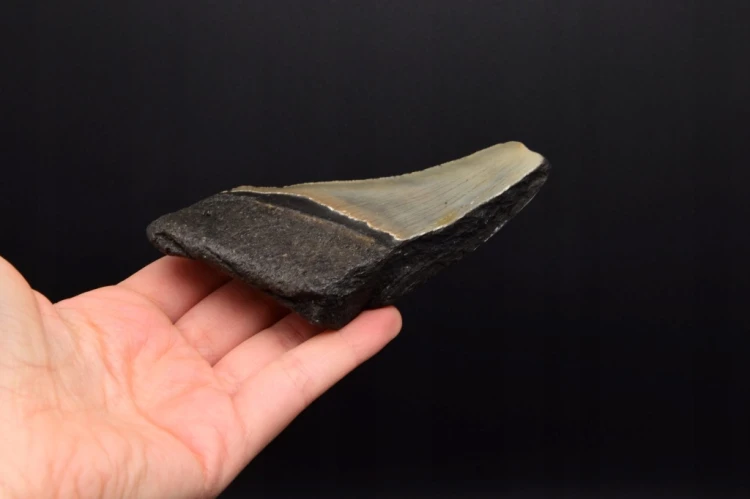 * MEGALODON REKIN SKAMIENIAŁY ZĄB POŁÓWKA ŚWIETNA SKAMIENIAŁOŚĆ NR 12 *