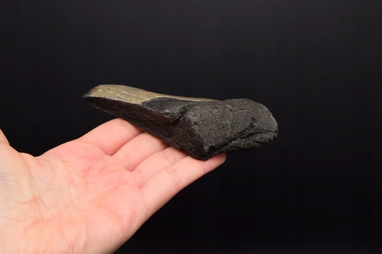 * MEGALODON REKIN SKAMIENIAŁY ZĄB POŁÓWKA ŚWIETNA SKAMIENIAŁOŚĆ NR 12 *