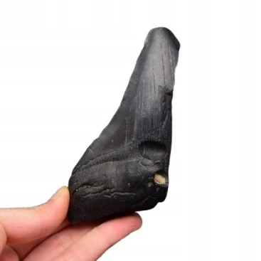 * MEGALODON REKIN WYJĄTKOWY SKAMIENIAŁY ZĄB CZARNA BARWA NR 4 *