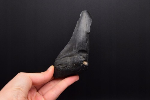 * MEGALODON REKIN WYJĄTKOWY SKAMIENIAŁY ZĄB CZARNA BARWA NR 4 *