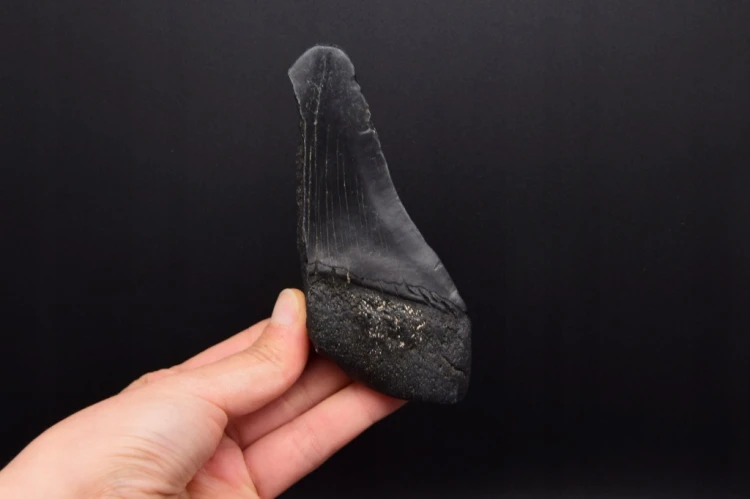 * MEGALODON REKIN WYJĄTKOWY SKAMIENIAŁY ZĄB CZARNA BARWA NR 4 *